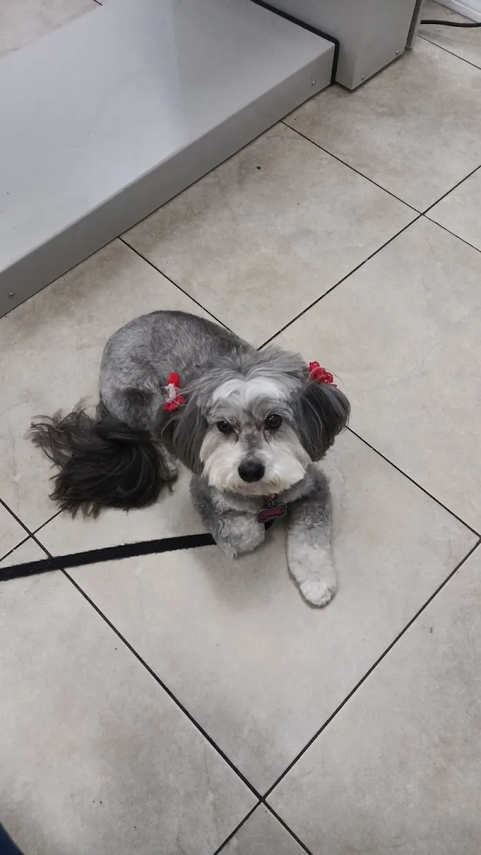 Animal Wellness Centre of Wesley Chapel 12