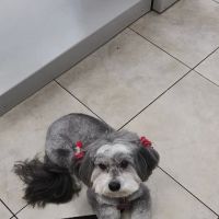 Animal Wellness Centre of Wesley Chapel ico
