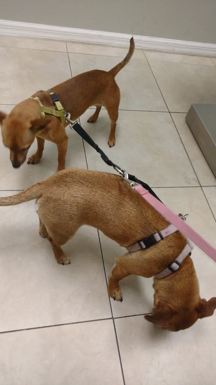 Animal Wellness Centre of Wesley Chapel 12