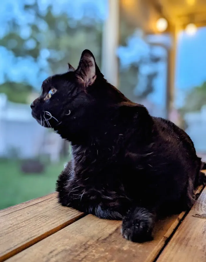 Animal Wellness Centre of Wesley Chapel 12