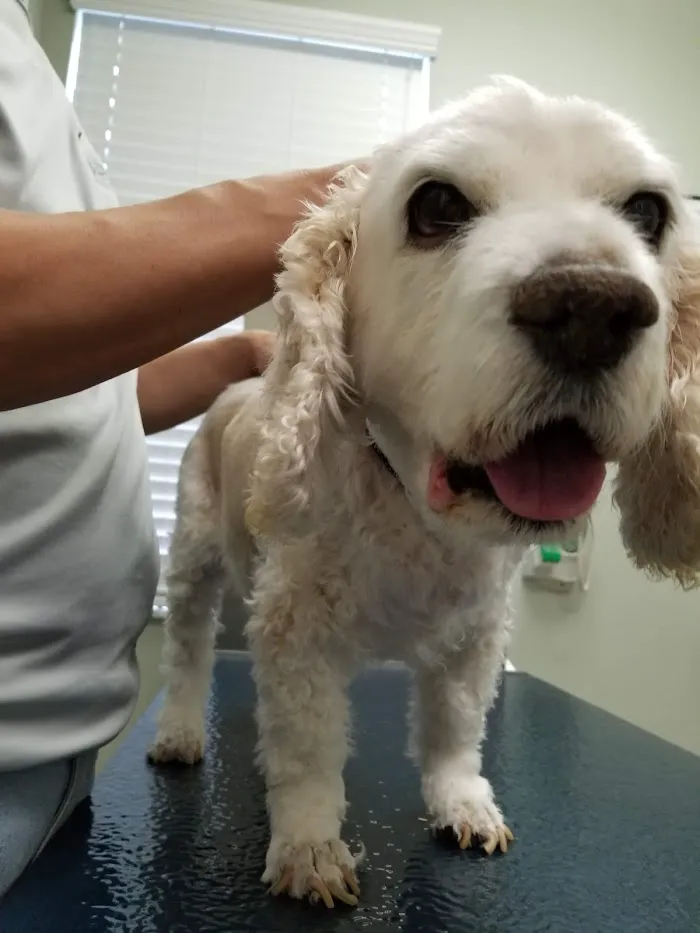 Animal Wellness Centre of Wesley Chapel 12