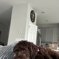 Wesley Chapel Veterinary Clinic ico