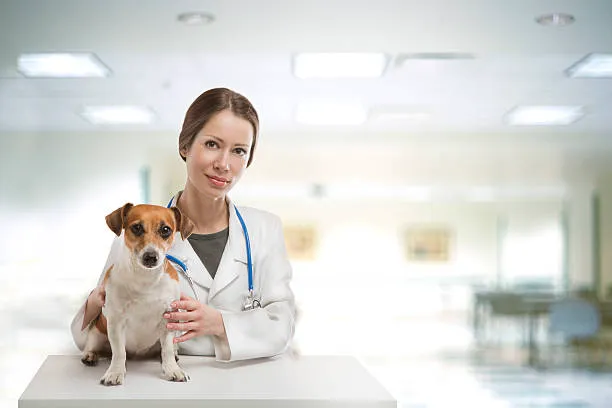 Wesley Chapel Veterinary Clinic 12