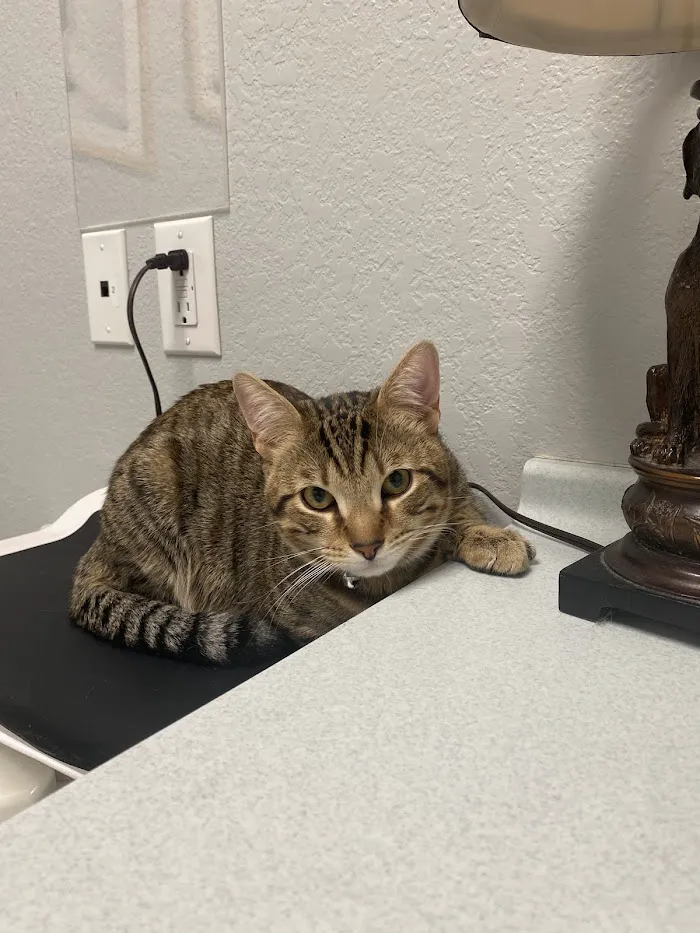 Lakeside Animal Hospital 12