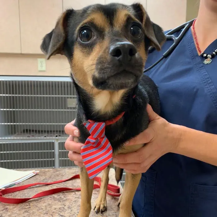 Animal Medical Center of Deer Valley 7