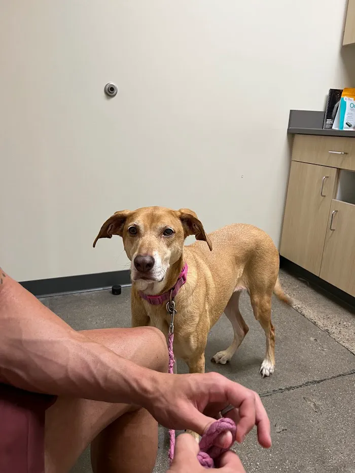 Vetco Total Care Animal Hospital 6
