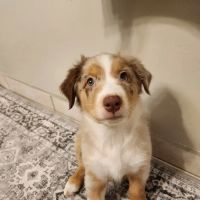Vetco Total Care Animal Hospital ico