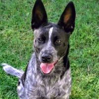 Banfield Pet Hospital ico