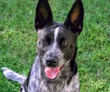 Banfield Pet Hospital