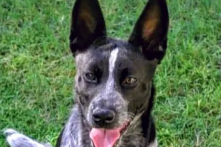 Banfield Pet Hospital