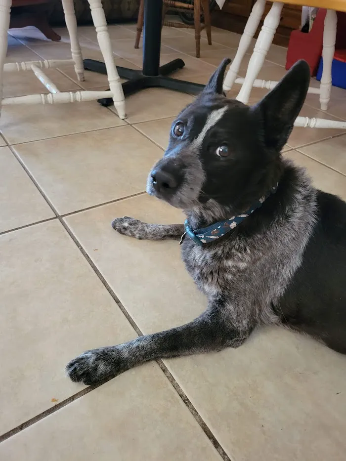 Banfield Pet Hospital 12