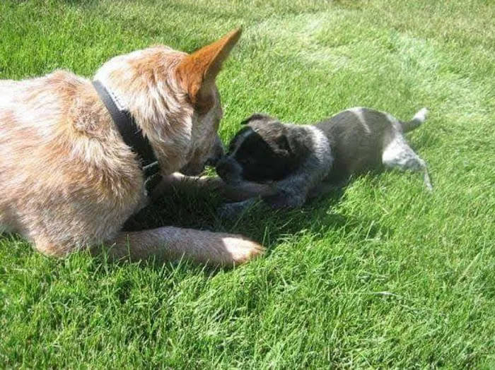 Banfield Pet Hospital 12