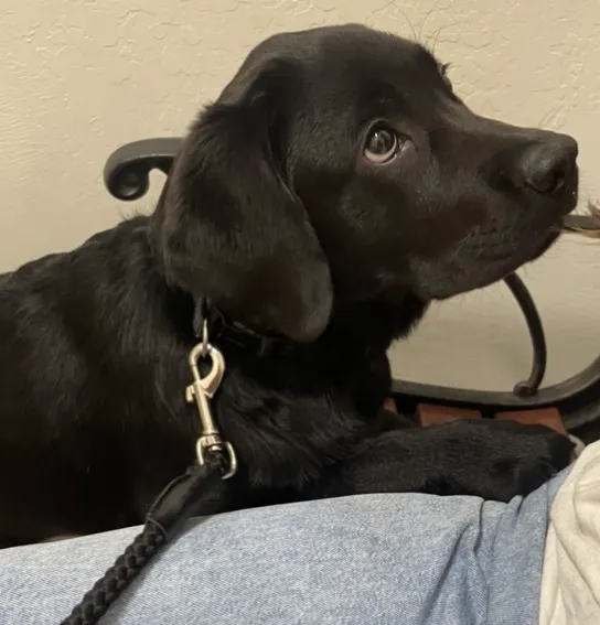Pet Urgent Care 1