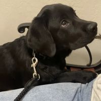 Pet Urgent Care ico