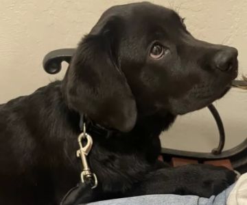 Pet Urgent Care
