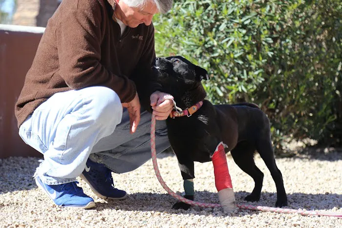 Pet Urgent Care 5