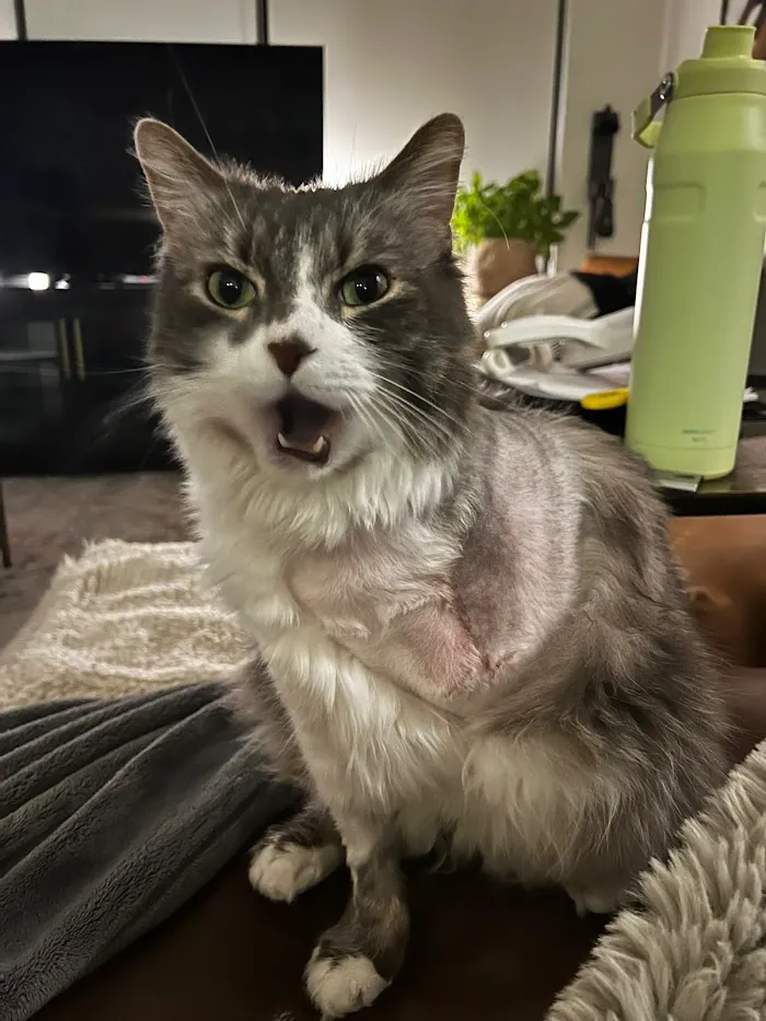 Pet Urgent Care 2