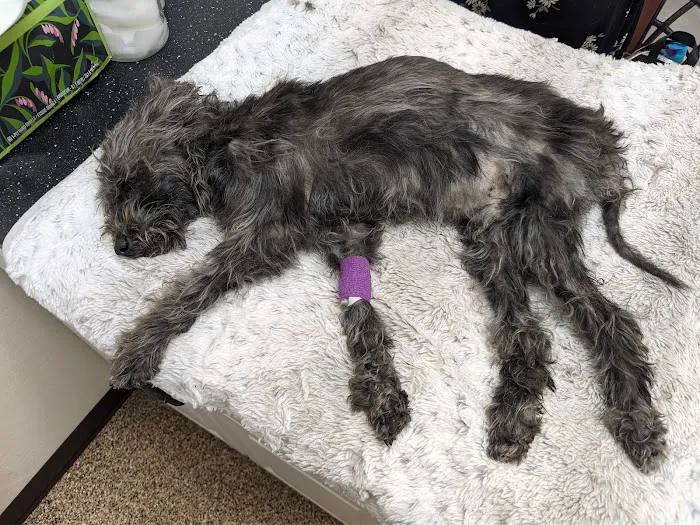 Pet Urgent Care 3