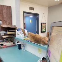 Amigo Animal Clinic ico