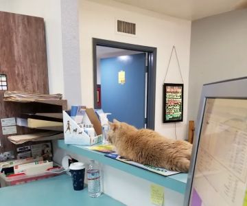 Amigo Animal Clinic