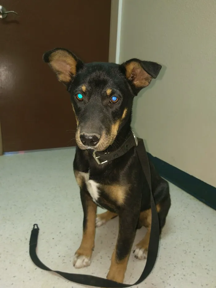 Amigo Animal Clinic 12