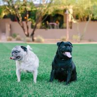Amherst Animal Clinic ico