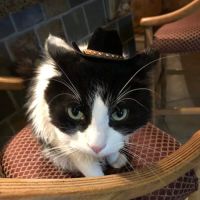 Desert Hills Animal Hospital ico