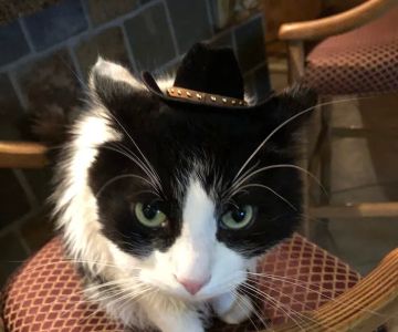 Desert Hills Animal Hospital