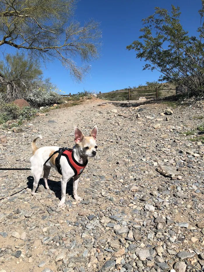 Desert Hills Animal Hospital 12