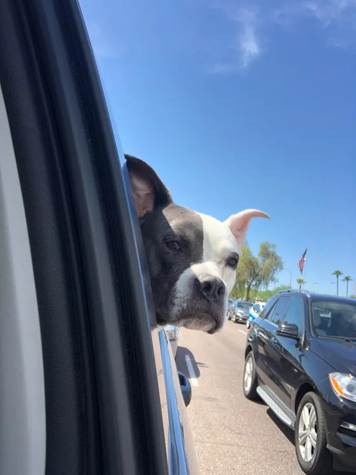 Desert Hills Animal Hospital 12