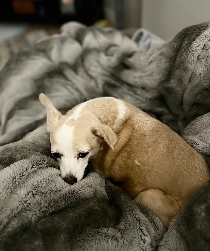 Desert Hills Animal Hospital 12