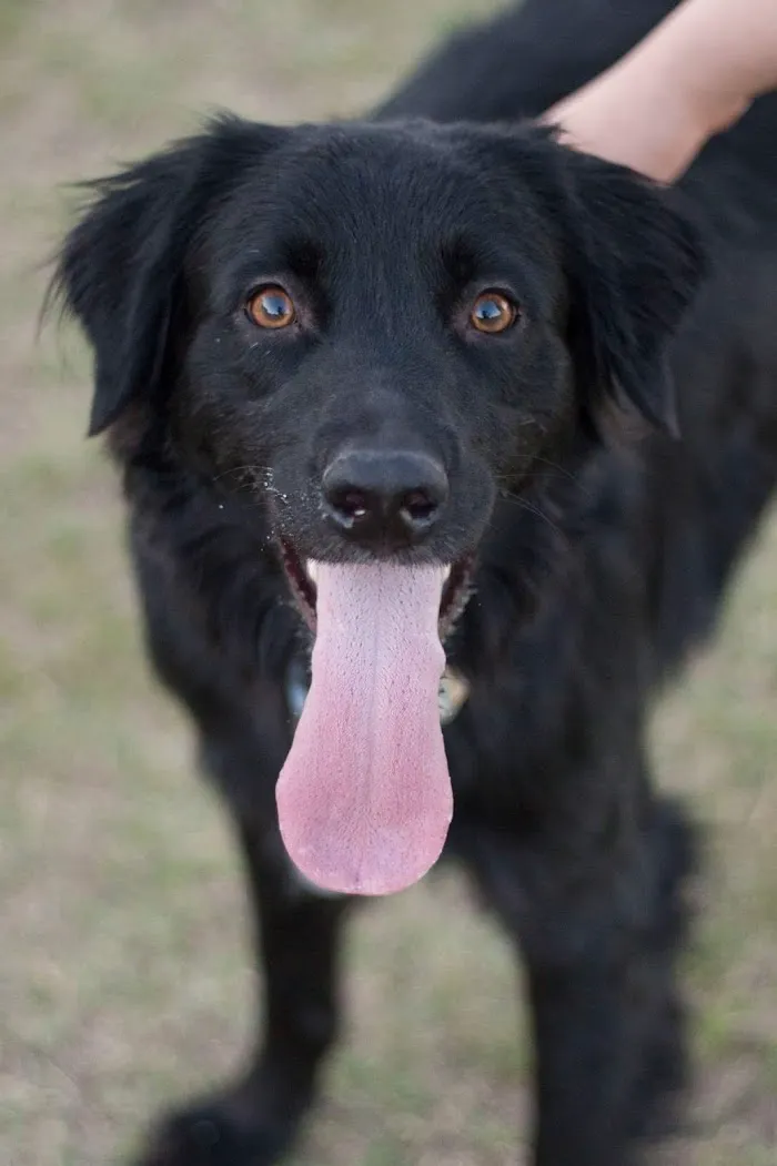 Sugarloaf Animal Clinic 12