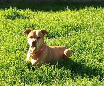 Bell Ridge Animal Hospital & Grooming