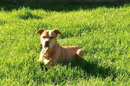 Bell Ridge Animal Hospital & Grooming