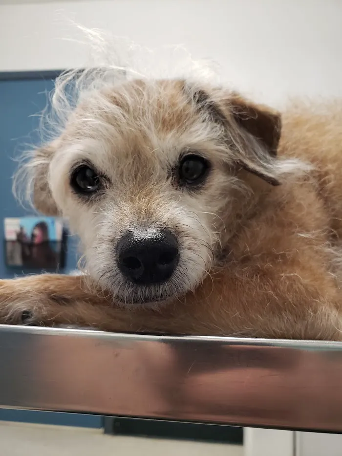 Bell Ridge Animal Hospital & Grooming 12