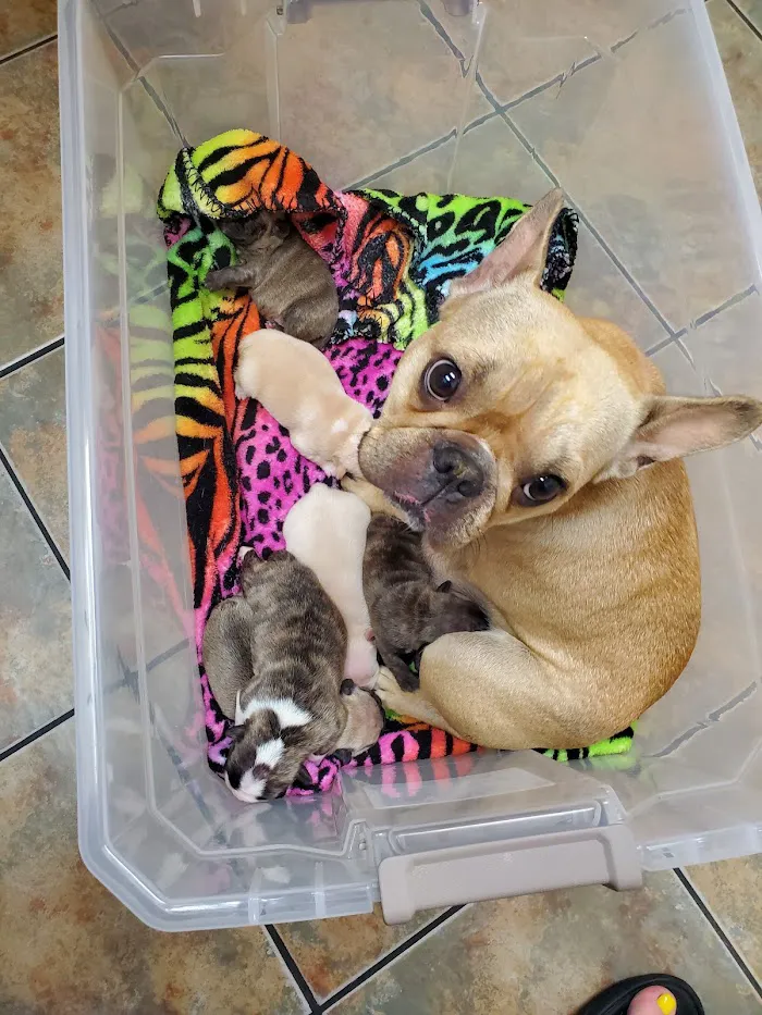 Bell Ridge Animal Hospital & Grooming 12