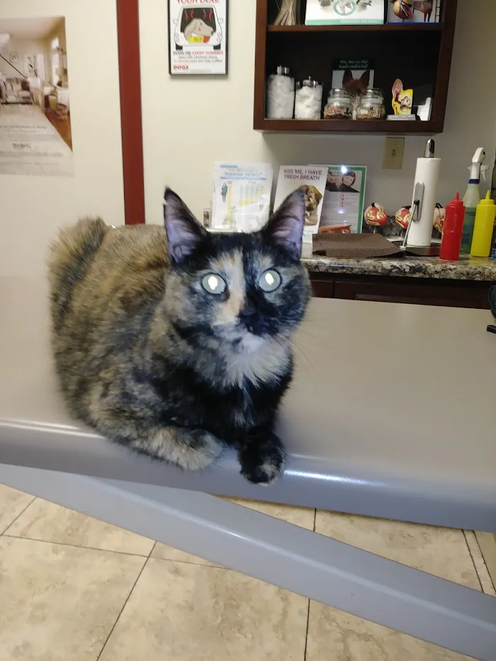 Village Animal Clinic 12