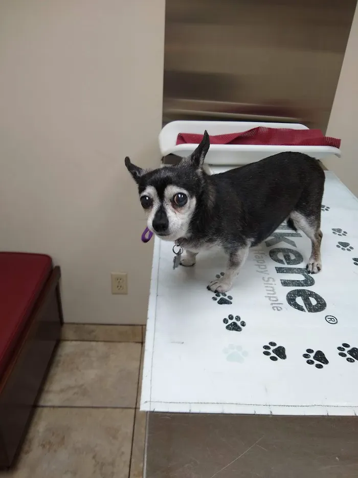 Village Animal Clinic 12