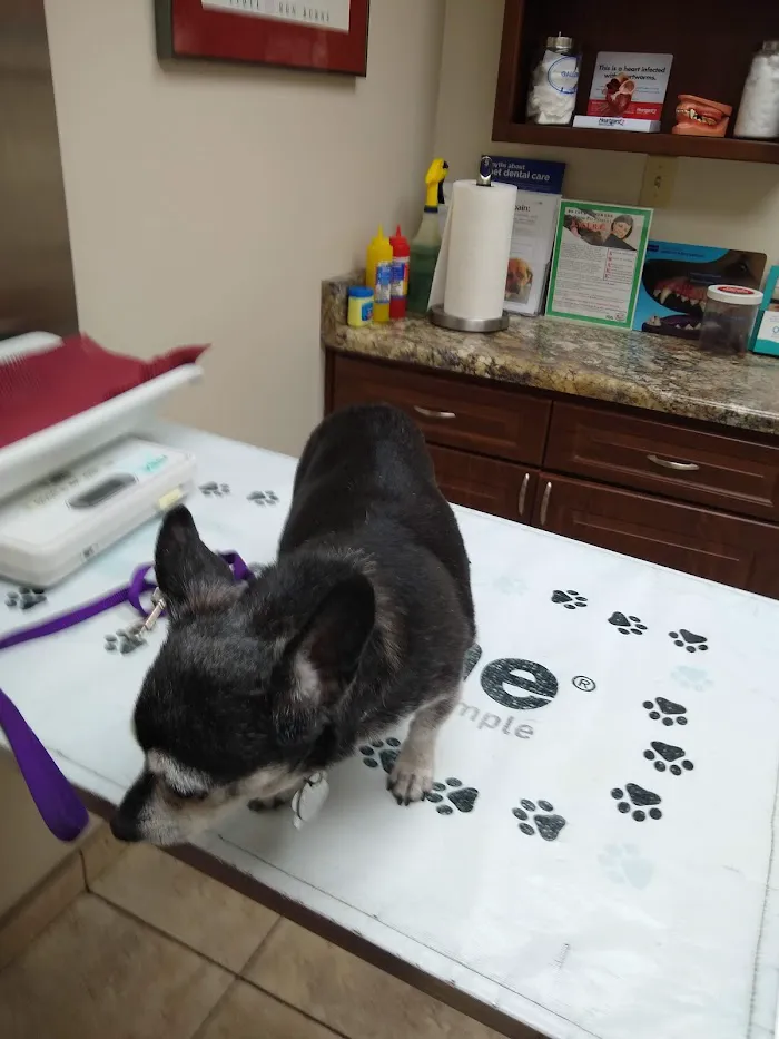 Village Animal Clinic 12