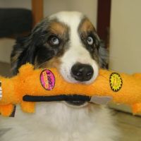 Village Animal Clinic ico