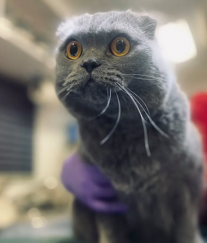 Valet Vet Mobile Veterinary Services 6