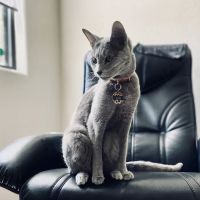 Valet Vet Mobile Veterinary Services ico
