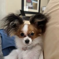 North Phoenix Animal Clinic ico