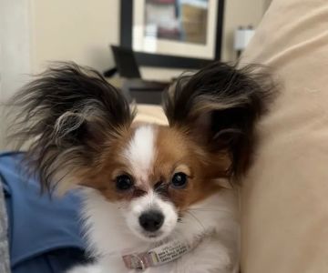North Phoenix Animal Clinic