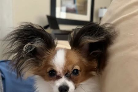 North Phoenix Animal Clinic