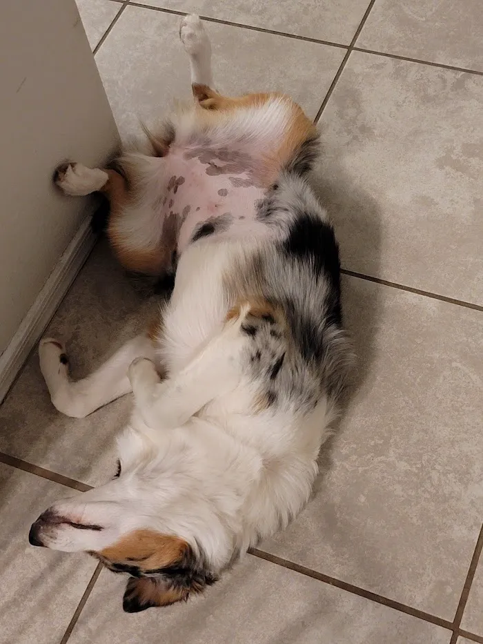 North Phoenix Animal Clinic 12
