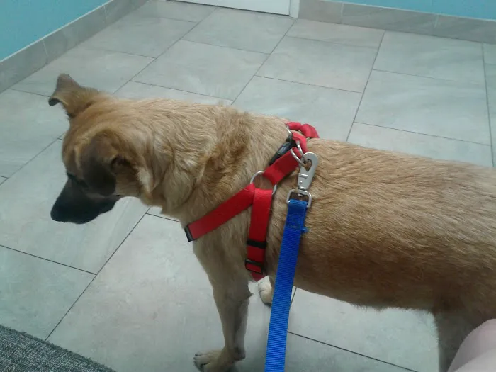 North Phoenix Animal Clinic 12