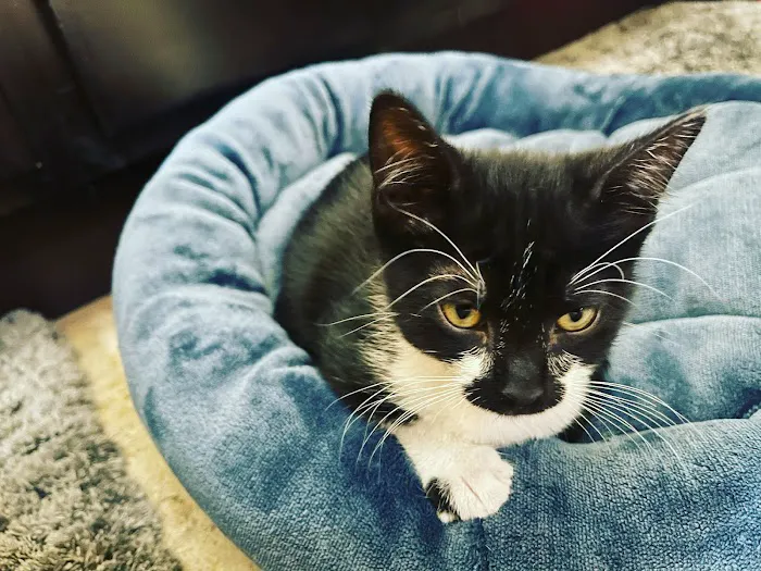 North Phoenix Animal Clinic 12