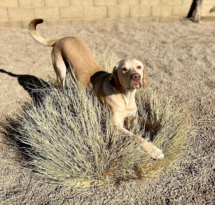 North Phoenix Animal Clinic 12