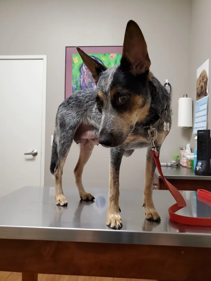 Union Hills Animal Hospital 12